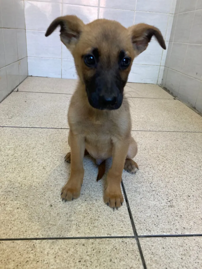 Cachorro raça SRD-ViraLata idade Abaixo de 2 meses nome Filhotes 