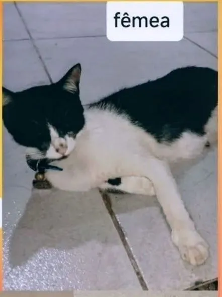 Gato raça SRD-ViraLata idade 1 ano nome Silvia 