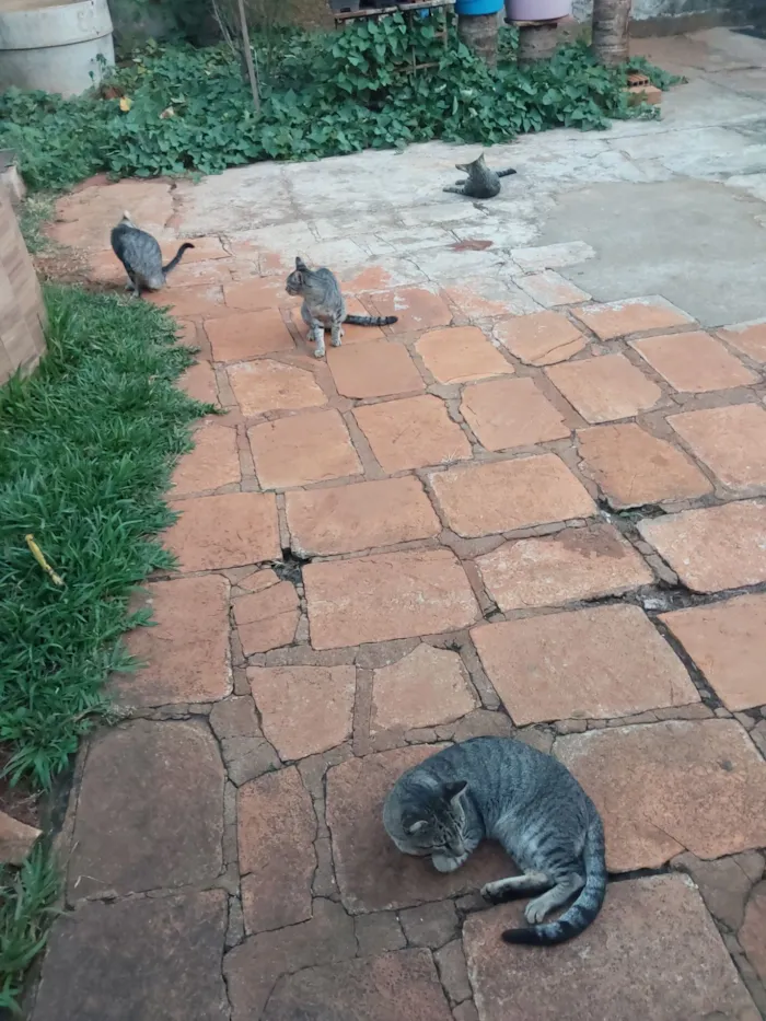 Gato raça SRD-ViraLata idade 7 a 11 meses nome Não tem 