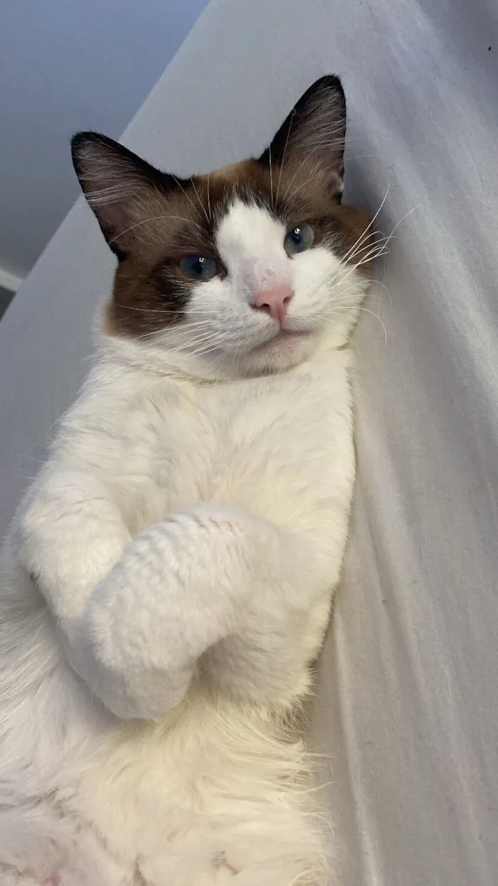 Gato raça Siamês idade 2 anos nome Sansão 