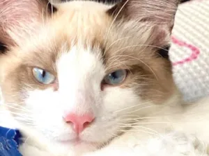 Gato raça Siamês idade 2 anos nome Sansão 