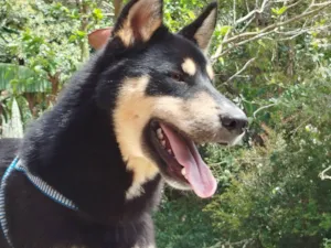 Cachorro raça SRD-ViraLata idade 1 ano nome Fox 