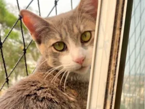 Gato raça SRD-ViraLata idade 1 ano nome Koda