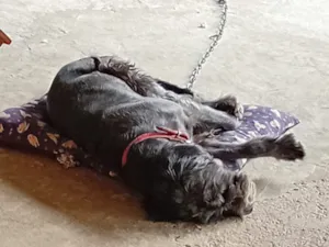 Cachorro raça SRD-ViraLata idade 5 anos nome Tony