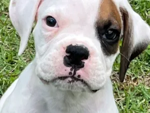 Cachorro raça Boxer idade Abaixo de 2 meses nome Sky