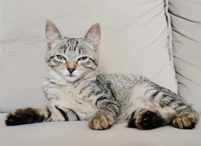 Gato raça SRD-ViraLata idade 2 a 6 meses nome Binnie