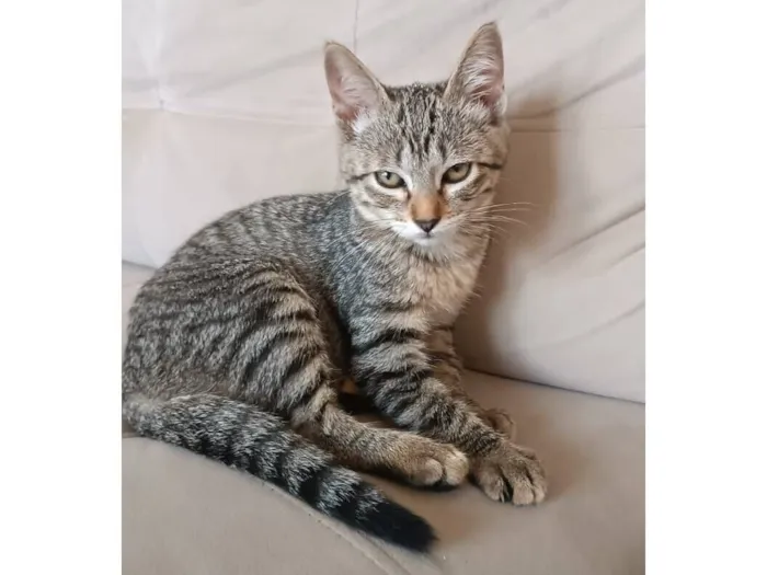 Gato raça SRD-ViraLata idade 2 a 6 meses nome Binnie