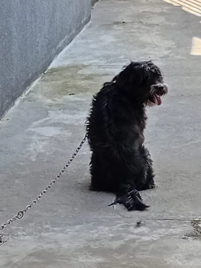 Cachorro raça SRD-ViraLata idade 5 anos nome Tony