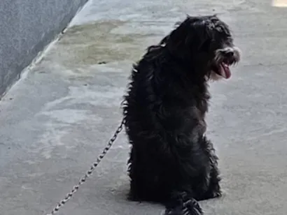 Cachorro raça SRD-ViraLata idade 5 anos nome Tony