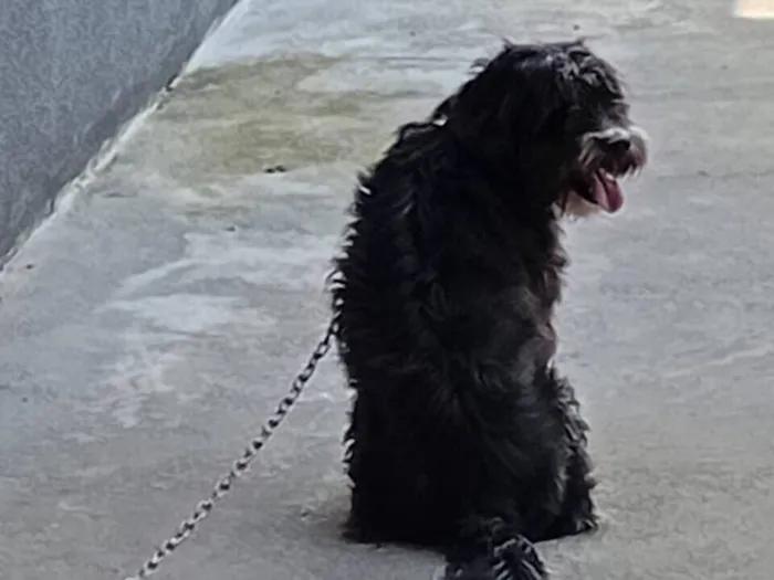 Cachorro raça SRD-ViraLata idade 5 anos nome Tony