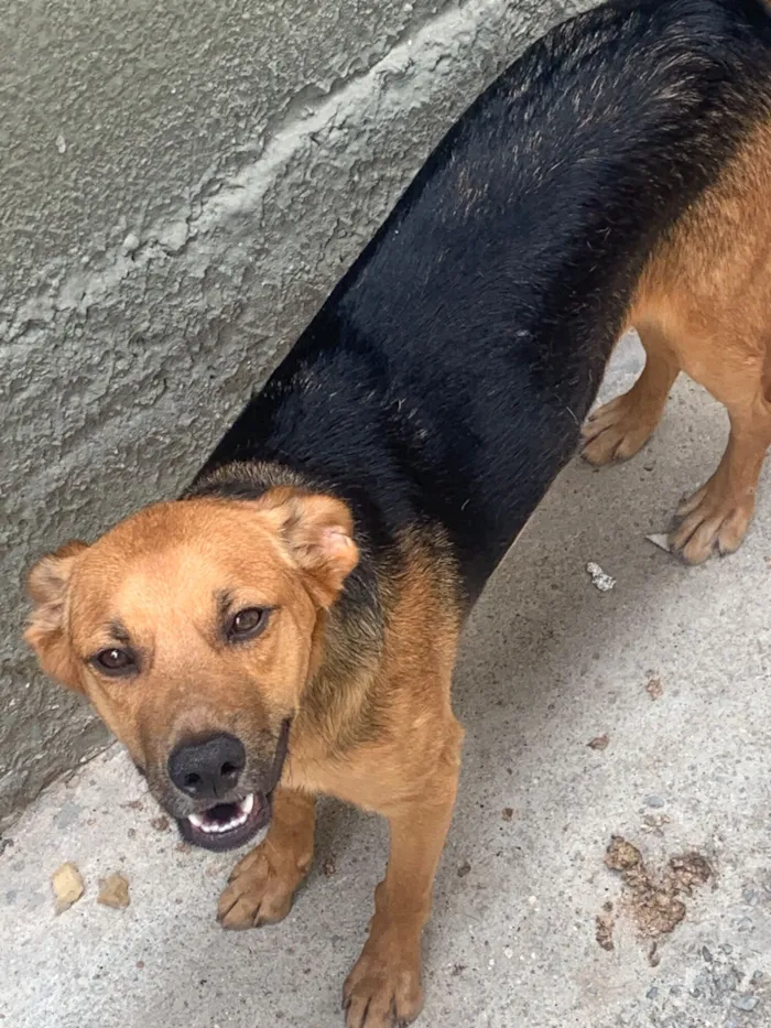 Cachorro raça SRD-ViraLata idade 7 a 11 meses nome Zé pretinho 