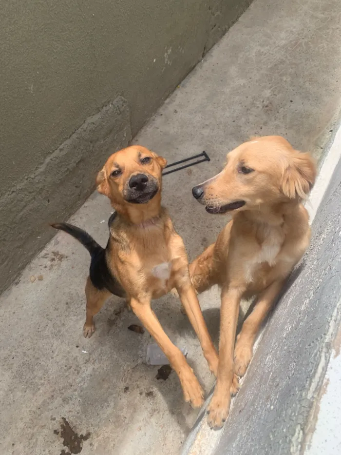 Cachorro raça SRD-ViraLata idade 7 a 11 meses nome Zé pretinho 