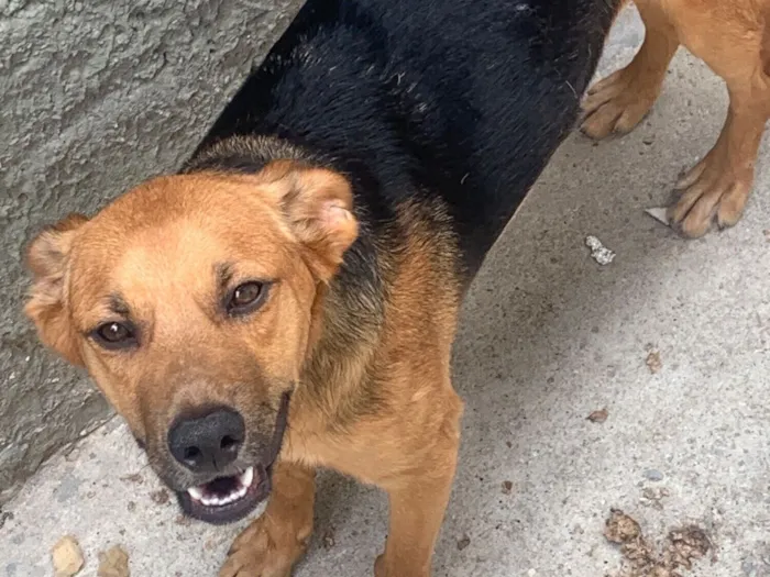 Cachorro raça SRD-ViraLata idade 7 a 11 meses nome Zé pretinho 