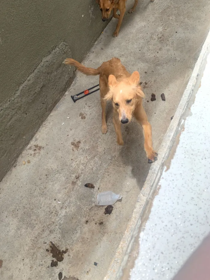 Cachorro raça SRD-ViraLata idade 7 a 11 meses nome Apollo 