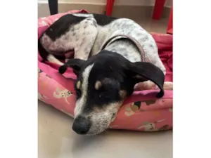 Cachorro raça SRD-ViraLata idade 2 a 6 meses nome Nina