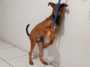 Cachorro raça SRD-ViraLata idade 1 ano nome Thor