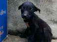 Cachorro raça SRD-ViraLata idade Abaixo de 2 meses nome Sem nome
