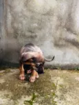 Cachorro raça SRD-ViraLata idade Abaixo de 2 meses nome Sem nome
