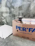 Cachorro raça SRD-ViraLata idade Abaixo de 2 meses nome Sem nome