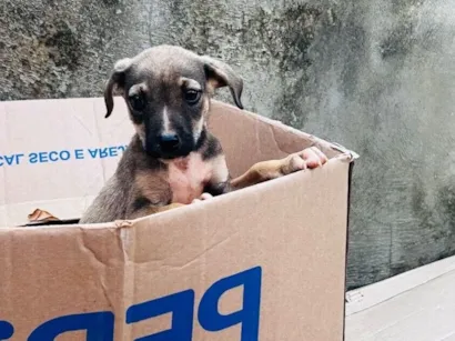 Cachorro raça SRD-ViraLata idade Abaixo de 2 meses nome Sem nome