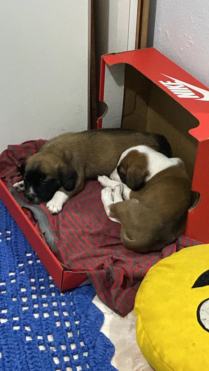 Cachorro raça SRD-ViraLata idade 2 a 6 meses nome scooby e bob