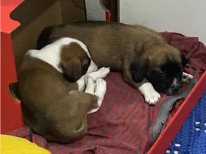 Cachorro raça SRD-ViraLata idade 2 a 6 meses nome scooby e bob