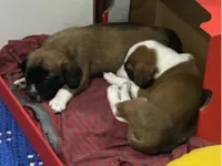 Cachorro raça SRD-ViraLata idade 2 a 6 meses nome scooby e bob