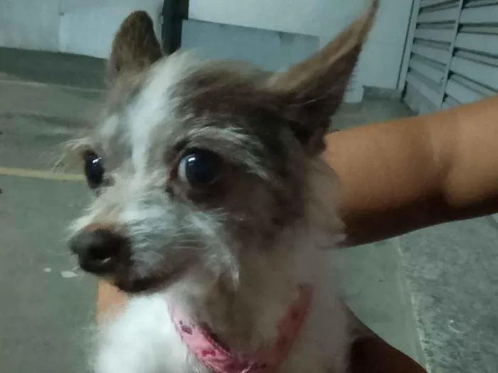 Cachorro raça SRD-ViraLata idade 1 ano nome NEUBER LUCIANO ROCHA DE FARIA