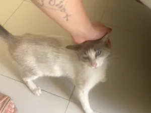 Gato raça SRD-ViraLata idade 1 ano nome Não sei 