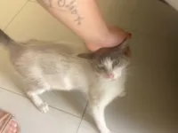 Gato raça SRD-ViraLata idade 1 ano nome Não sei 
