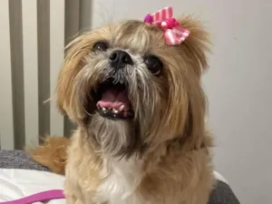 Cachorro raça Shitzu idade 6 ou mais anos nome Meg