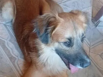 Cachorro raça SRD-ViraLata idade 2 anos nome Loui