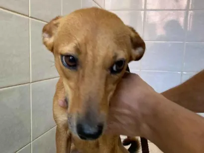 Cachorro raça SRD-ViraLata idade 1 ano nome Neguinha 