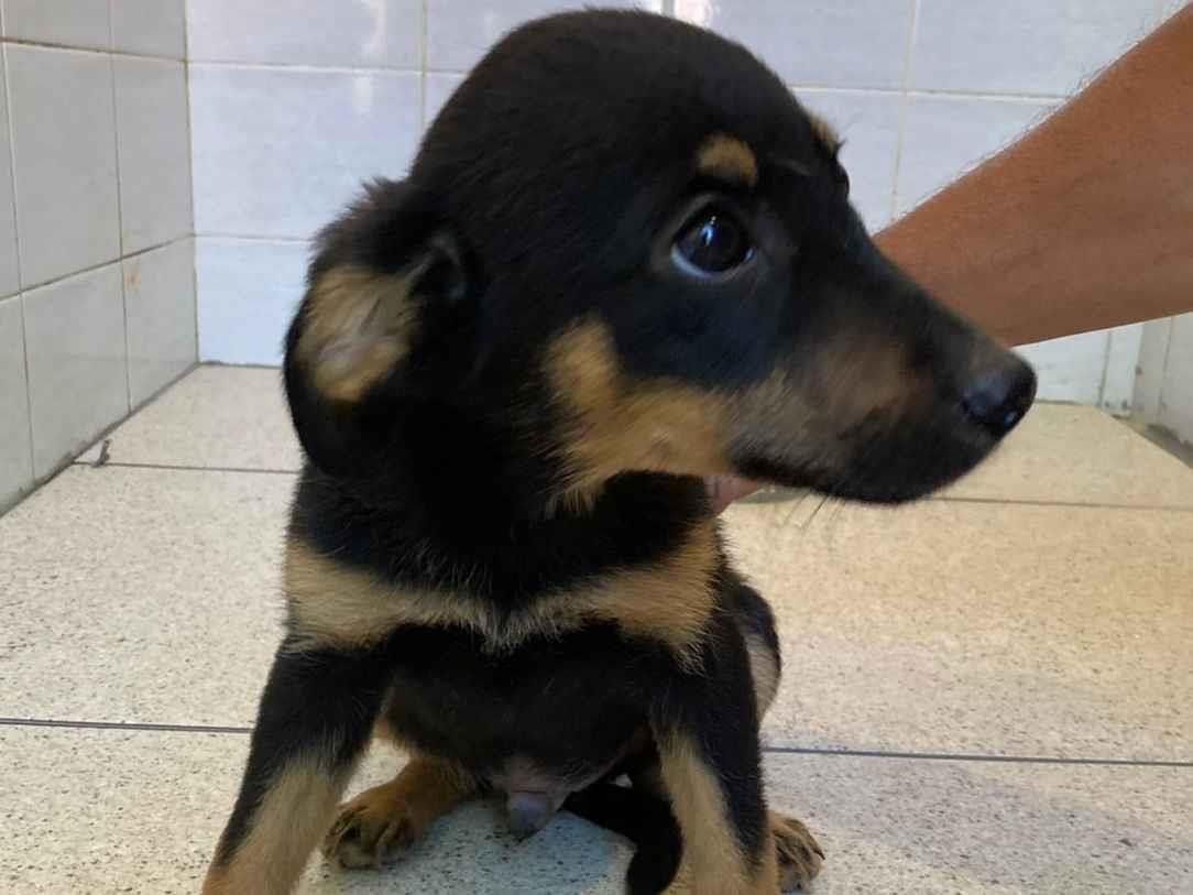 Cachorro raça SRD-ViraLata idade Abaixo de 2 meses nome Filhotes 
