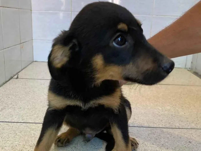 Cachorro raça SRD-ViraLata idade Abaixo de 2 meses nome Filhotes 