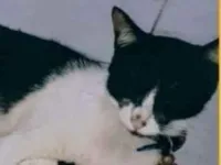 Gato raça SRD-ViraLata idade 1 ano nome Silvia 