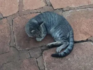 Gato raça SRD-ViraLata idade 7 a 11 meses nome Não tem 