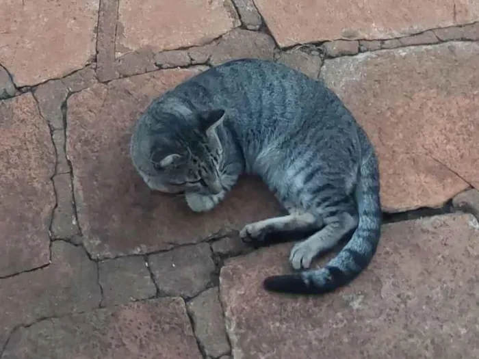 Gato raça SRD-ViraLata idade 7 a 11 meses nome Não tem 