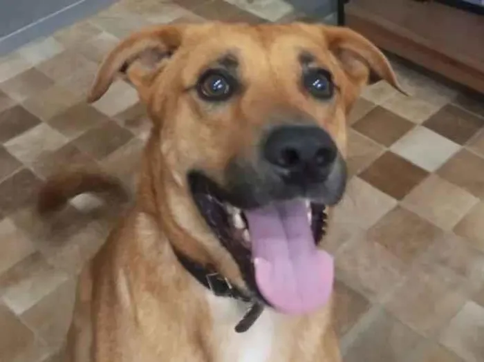 Cachorro raça SRD-ViraLata idade 3 anos nome Billy 