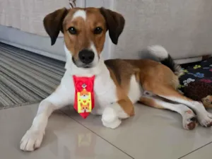Cachorro raça SRD-ViraLata idade 3 anos nome BILO