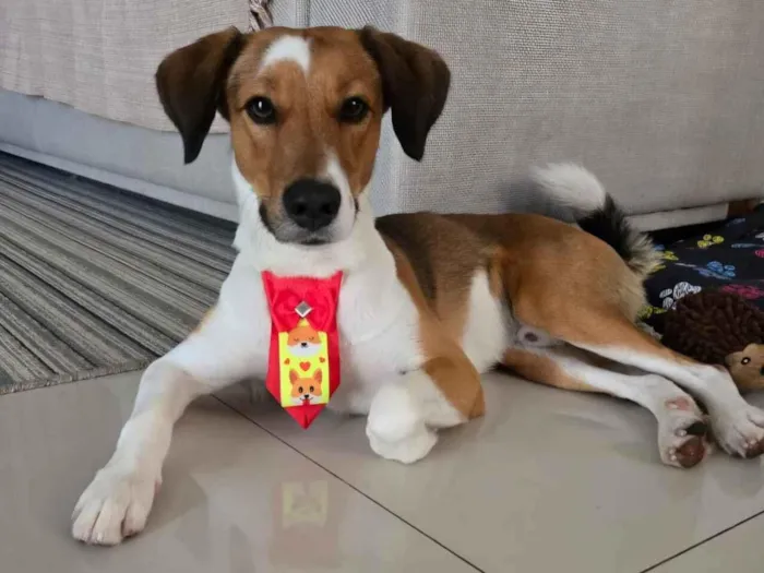 Cachorro raça SRD-ViraLata idade 3 anos nome BILO