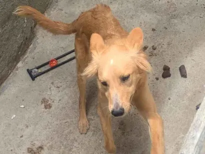 Cachorro raça SRD-ViraLata idade 7 a 11 meses nome Apollo 