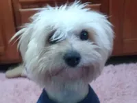 Cachorro raça SRD-ViraLata idade 1 ano nome Maia