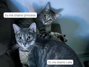Gato raça SRD-ViraLata idade 4 anos nome Princesa e Laila