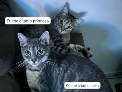 Gato raça SRD-ViraLata idade 4 anos nome Princesa e Laila