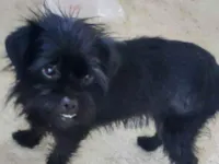 Cachorro raça SRD-ViraLata idade 7 a 11 meses nome IVONE KLOSSOVSKI