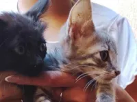 Gato raça SRD-ViraLata idade Abaixo de 2 meses nome sem nome