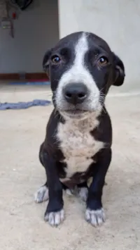 Cachorro raça SRD-ViraLata idade 2 a 6 meses nome Black 