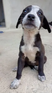 Cachorro raça SRD-ViraLata idade 2 a 6 meses nome Matilda 