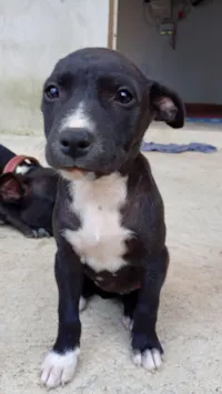 Cachorro raça SRD-ViraLata idade 2 a 6 meses nome Emily